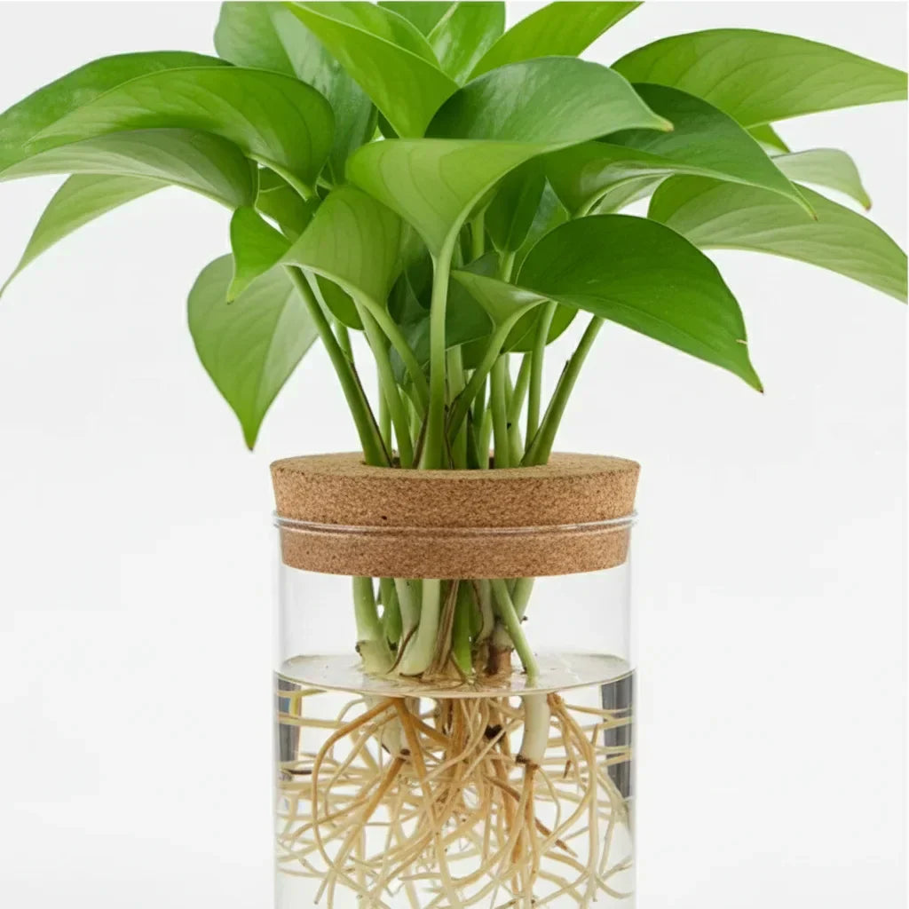 Pot hydroponique avec plante verte et racines visibles