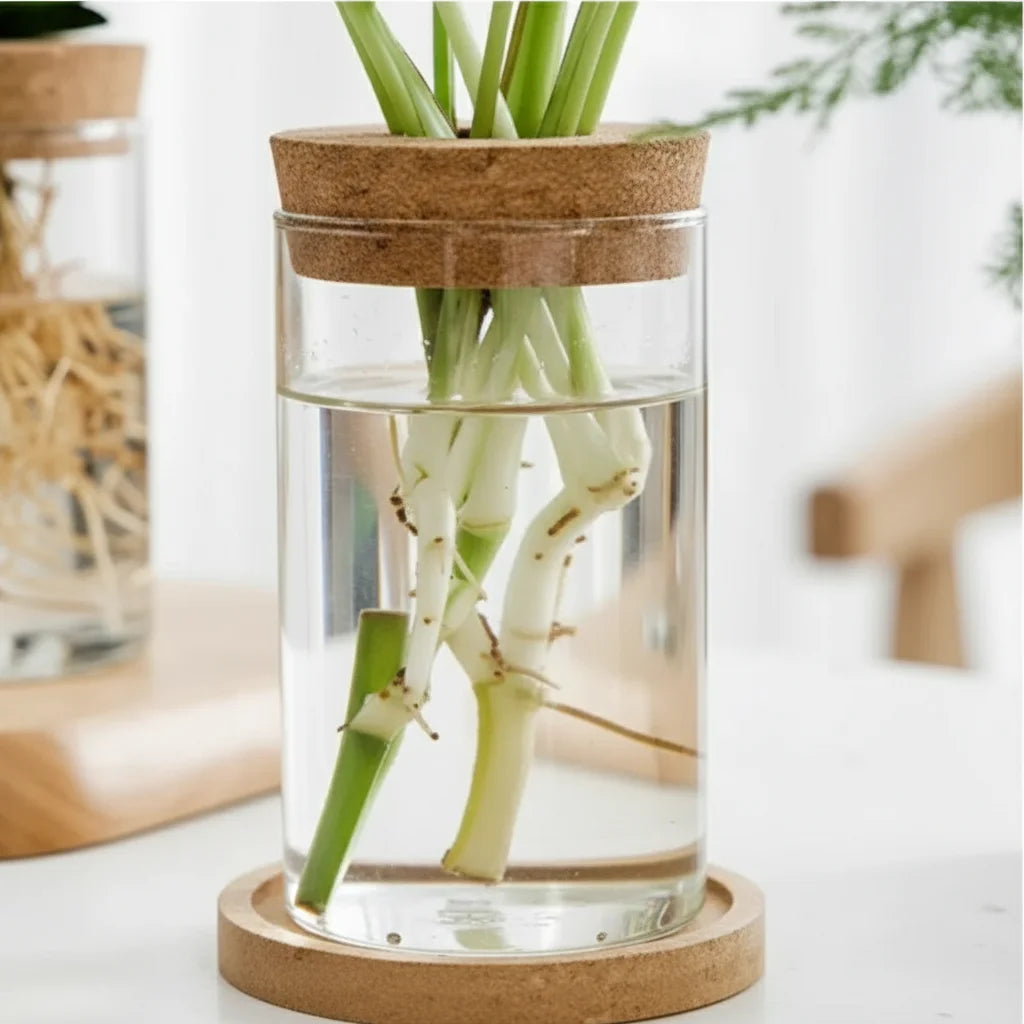 Vase transparent pour culture hydroponique